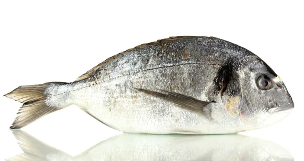 Dorado pescado aislado en blanco —  Fotos de Stock