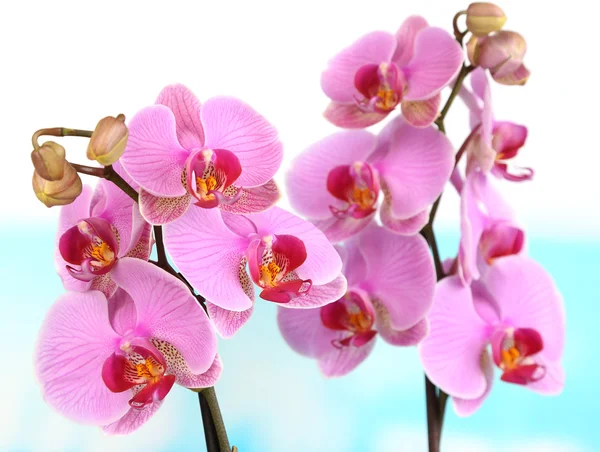 Zachte mooie orchid op natuurlijke achtergrond — Stockfoto