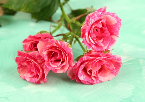 Beautiful pink roses close-up, on color background — Stock Photo, Image