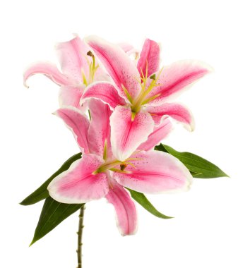 Güzel pembe zambak, beyaz üzerine izole edilmiş.