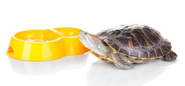 red ear turtle and feeder isolated on white clipart
