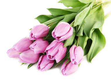 güzel beyaz izole mor Lale buketi