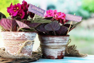 doğal zemin üzerine parlak saintpaulias