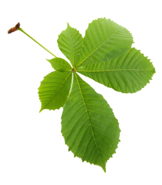 Зеленый лист, изолированный на белом — стоковое фото