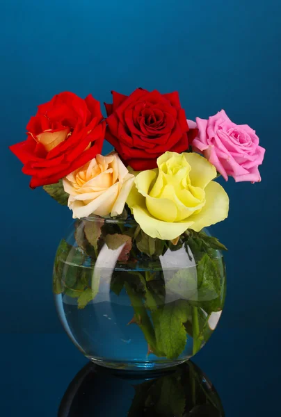 Красивые розы в стеклянной вазе на голубом фоне — стоковое фото