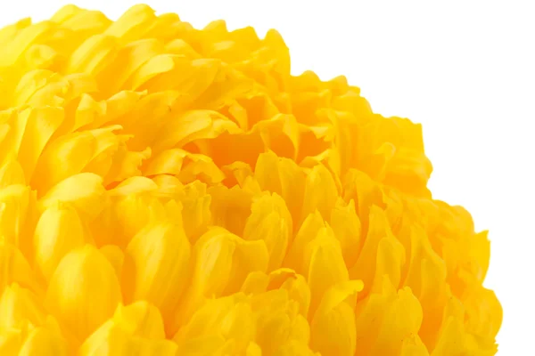 Crisântemo amarelo brilhante, isolado sobre branco — Fotografia de Stock