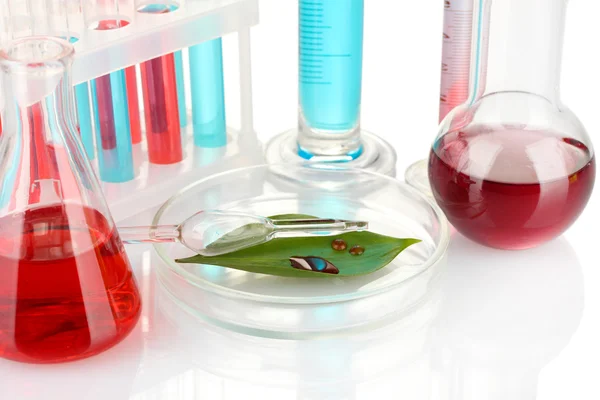 Provette e foglie verdi provate in capsule di Petri, isolate su bianco — Foto Stock