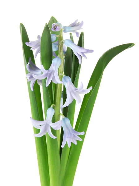 Beautiful hyacinth, isolated on white — Stock Photo, Image
