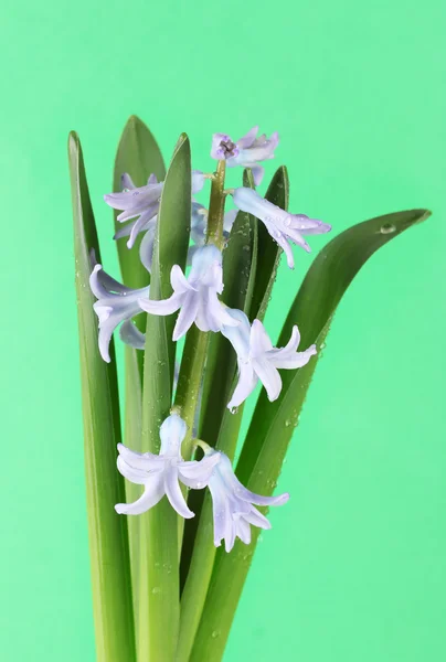 Beautiful hyacinth, on color background — Stock Photo, Image
