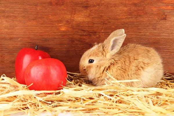 Fluffy foxy rabbit in a haystack with apples on wooden background — Stock Photo, Image