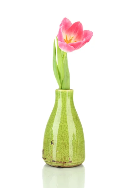 Tulipe rose dans un vase lumineux, isolée sur blanc — Photo