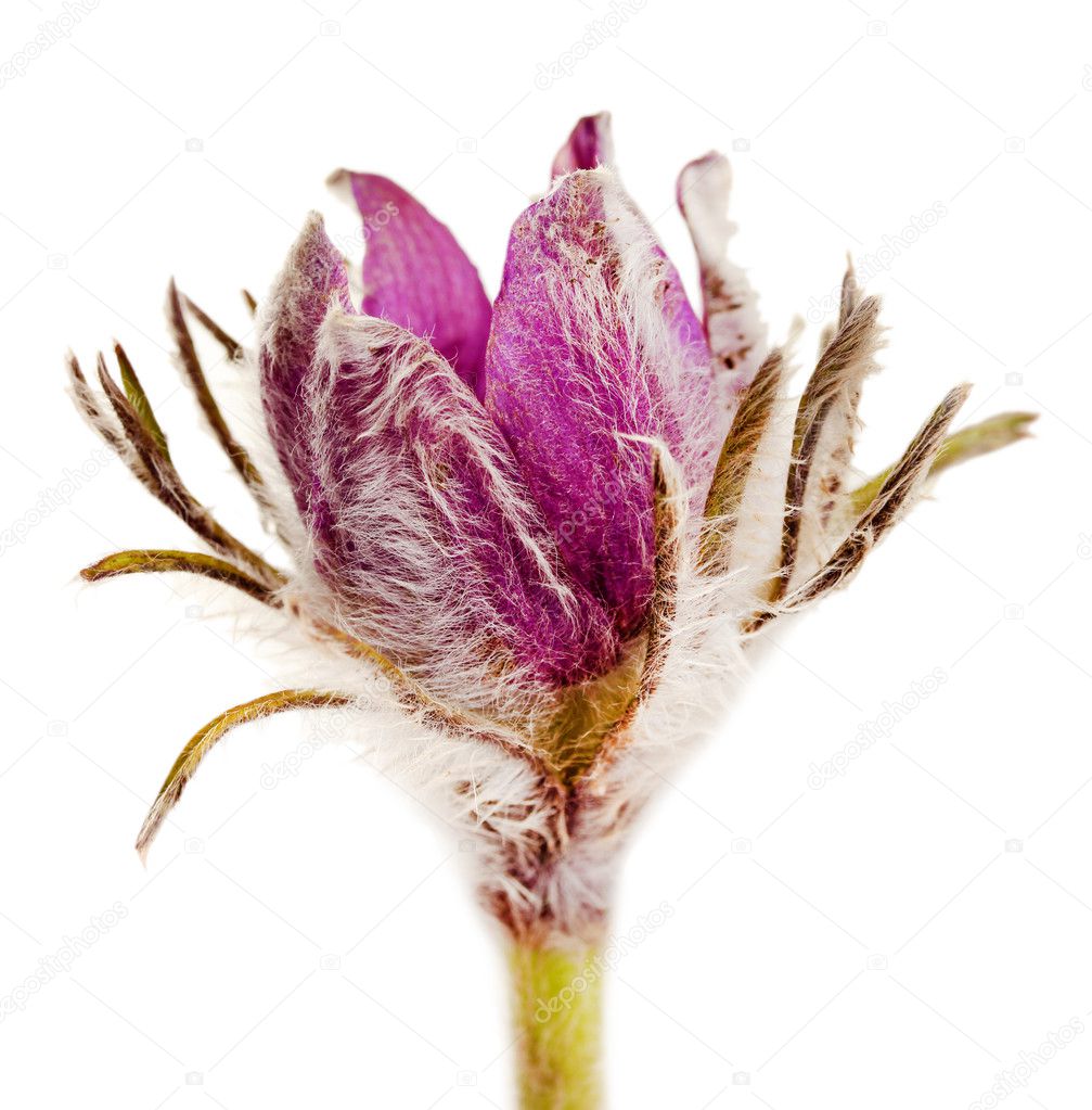 Purple pasque flowers, isolated on white