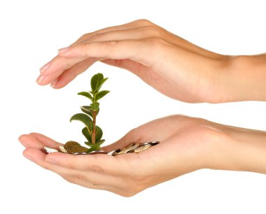 kadının bir para ağacı beyaz arka plan yakın çekim elele