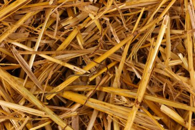 Altın saman yakın çekim