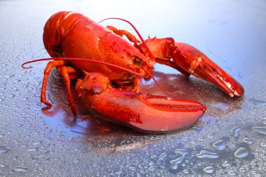 mavi zemin üzerine kırmızı ıstakoz