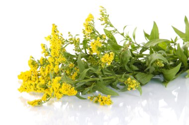 Mimoza üzerinde beyaz izole dal