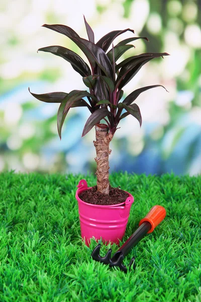 Kleiner Baum im Eimer auf Gras vor natürlichem Hintergrund — Stockfoto