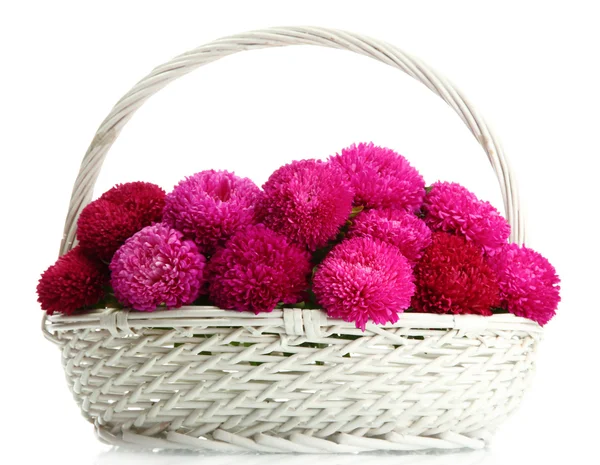 Pink aster flowers in basket, isolated on white — Stock Photo, Image