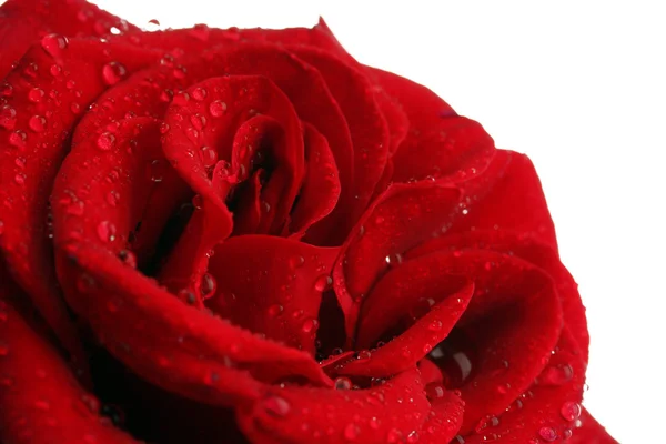 Red rose isolated on white — Stock Photo, Image