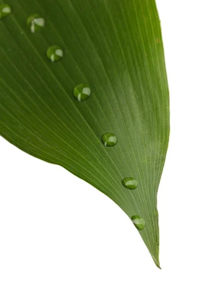 Green leaf with water drops close up — Stock Photo, Image