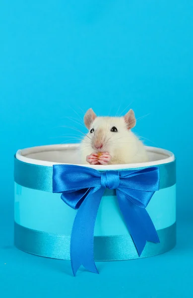 Roliga lilla råtta i presentask, på blå bakgrund — Stockfoto