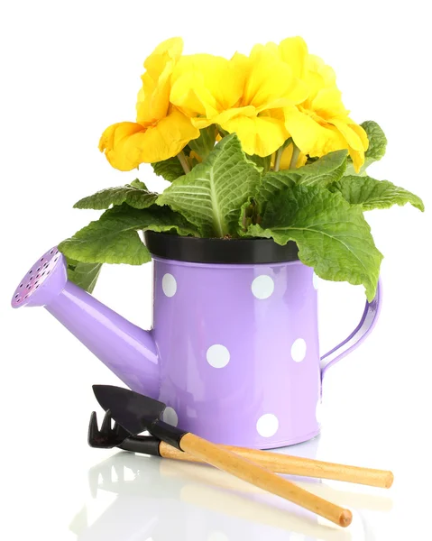 Beautiful yellow primula in watering can, isolated on white — Stock Photo, Image