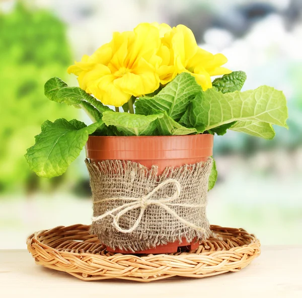 Hermosa primula amarilla en maceta sobre mesa de madera sobre fondo verde — Foto de Stock