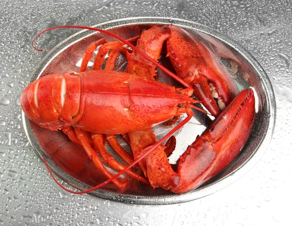 Red lobster on tray, on grey background — Stock Photo, Image