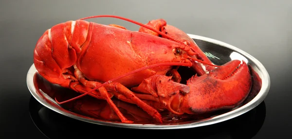 Red lobster on tray, on grey background — Stock Photo, Image