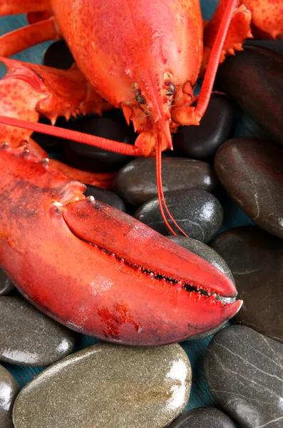 Red lobster on stones close-up — Stock Photo, Image