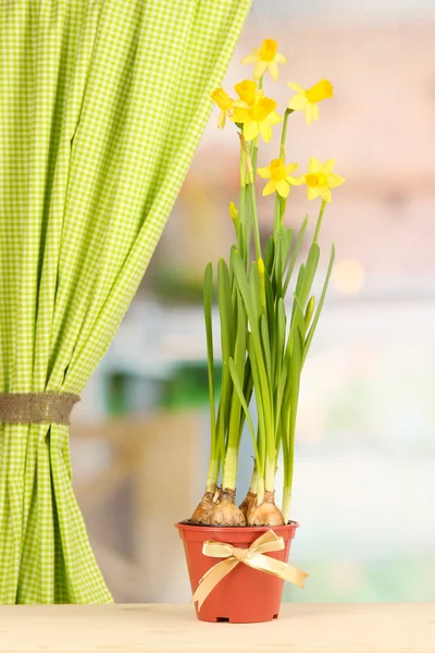 Vackra gula påskliljor i blomkruka på fönsterbakgrund — Stockfoto