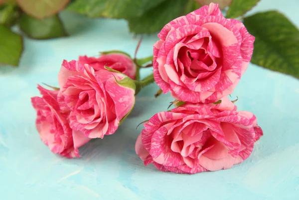 Mooie roze rozen close-up, op een achtergrond met kleur — Stockfoto