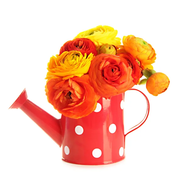 Ranunculus (persian luercups) in watering can, isolated on white — стоковое фото
