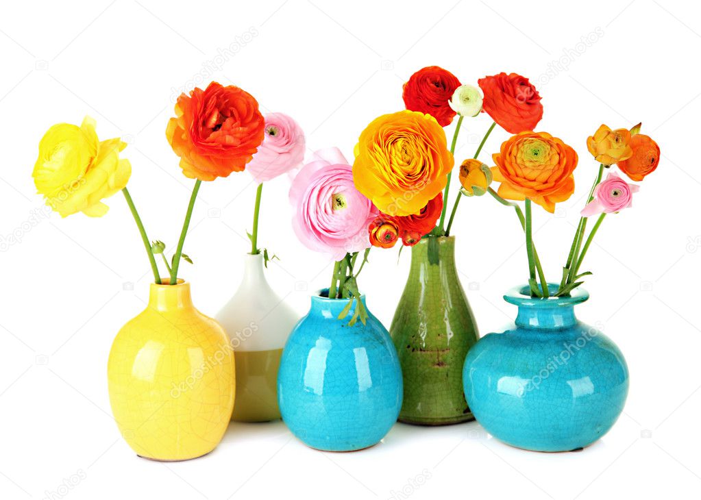 Ranunculus (persian buttercups) in vases, isolated on white