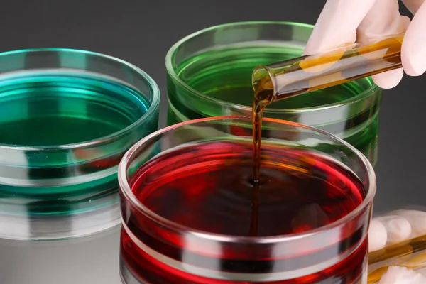 Color liquid in petri dishes on grey background — Stock Photo, Image