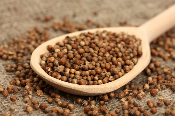 Heap coriander seeds in wooden spoon on canvas background close-up — Stock Photo, Image