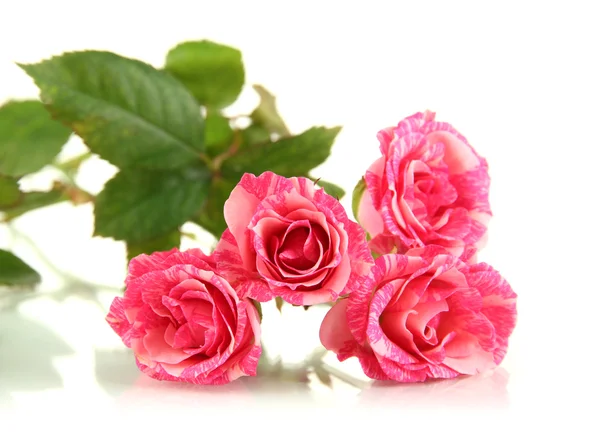 Krásné růžové růže detail izolované na bílém — Stock fotografie