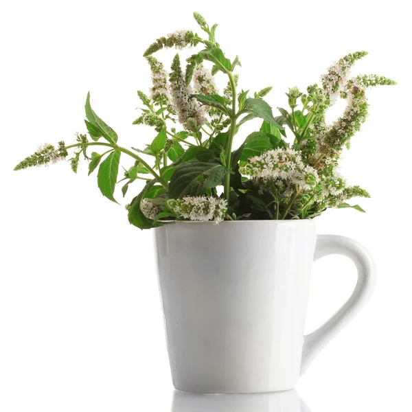 Frische Minze mit Blüten in Tasse, isoliert auf weiß — Stockfoto