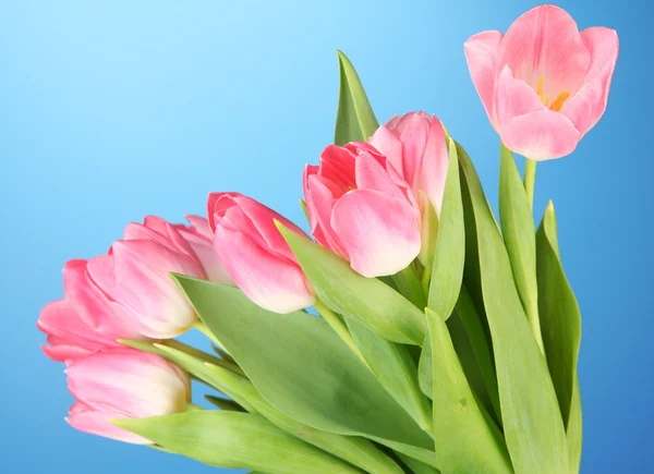 Rosa tulpaner på blå bakgrund — Stockfoto