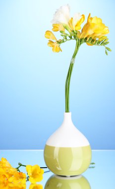 güzel mavi zemin üzerine vazo içinde Frezya buket