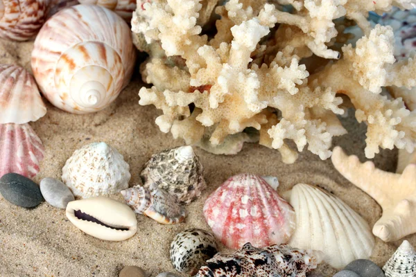 Sea coral with shells close-up — Stock Photo, Image