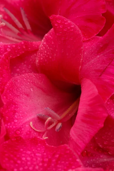 Beautiful pink gladiolus, close up — Stock Photo, Image