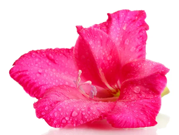 Vacker rosa gladiolus, isolerad på vit — Stockfoto