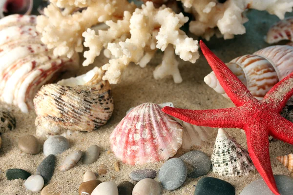 Sea coral with shells close-up — Stock Photo, Image