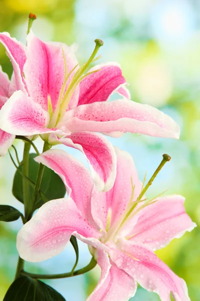 Beautiful pink lily, on green background — Stock Photo, Image