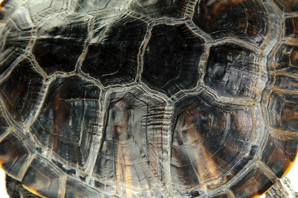 Gros plan sur la carapace de tortue — Photo