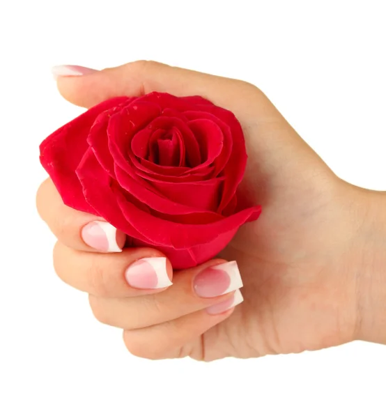 Rote Rose mit Frauenhand auf weißem Hintergrund — Stockfoto
