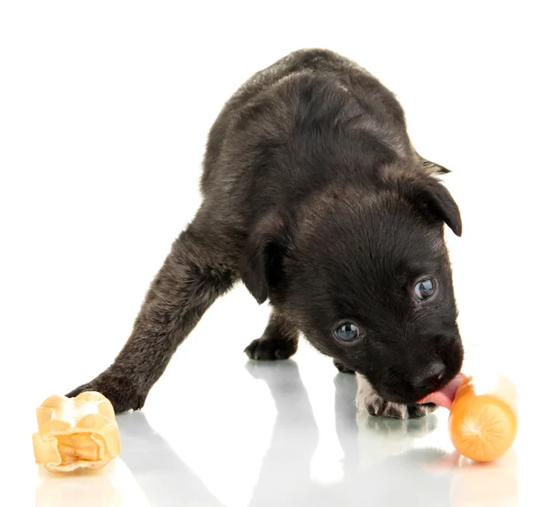 Lindo cachorro con hueso y salchicha aislado en blanco — Foto de Stock