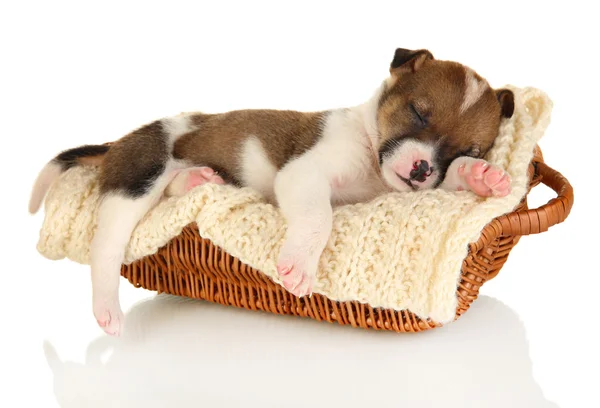 Beautiful little puppy sleeping in basket isolated on white — Stock Photo, Image