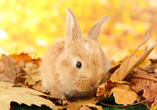 Nadýchané foxy králík na listech v parku — Stock fotografie